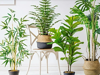 客厅最旺宅的大型植物有哪些？